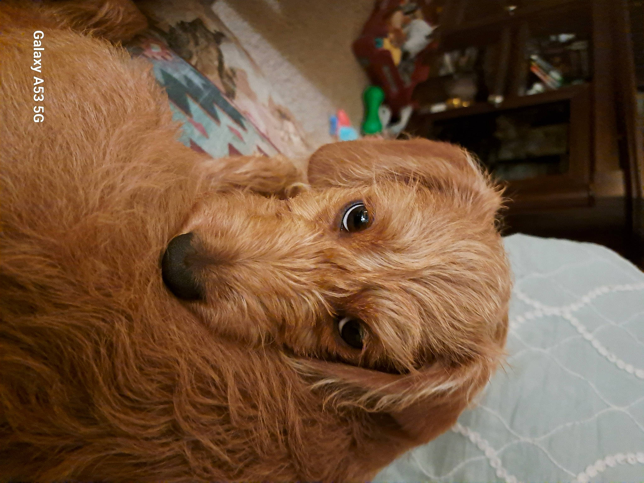 Scooby is registered to the contest to win money with this photo: canidae, carnivore, companion_dog, dog, dog_breed, fawn, fur, liver, puppy, small_terrier, snout, sporting_group, terrestrial_animal, terrier, toy_dog, wood, working_animal