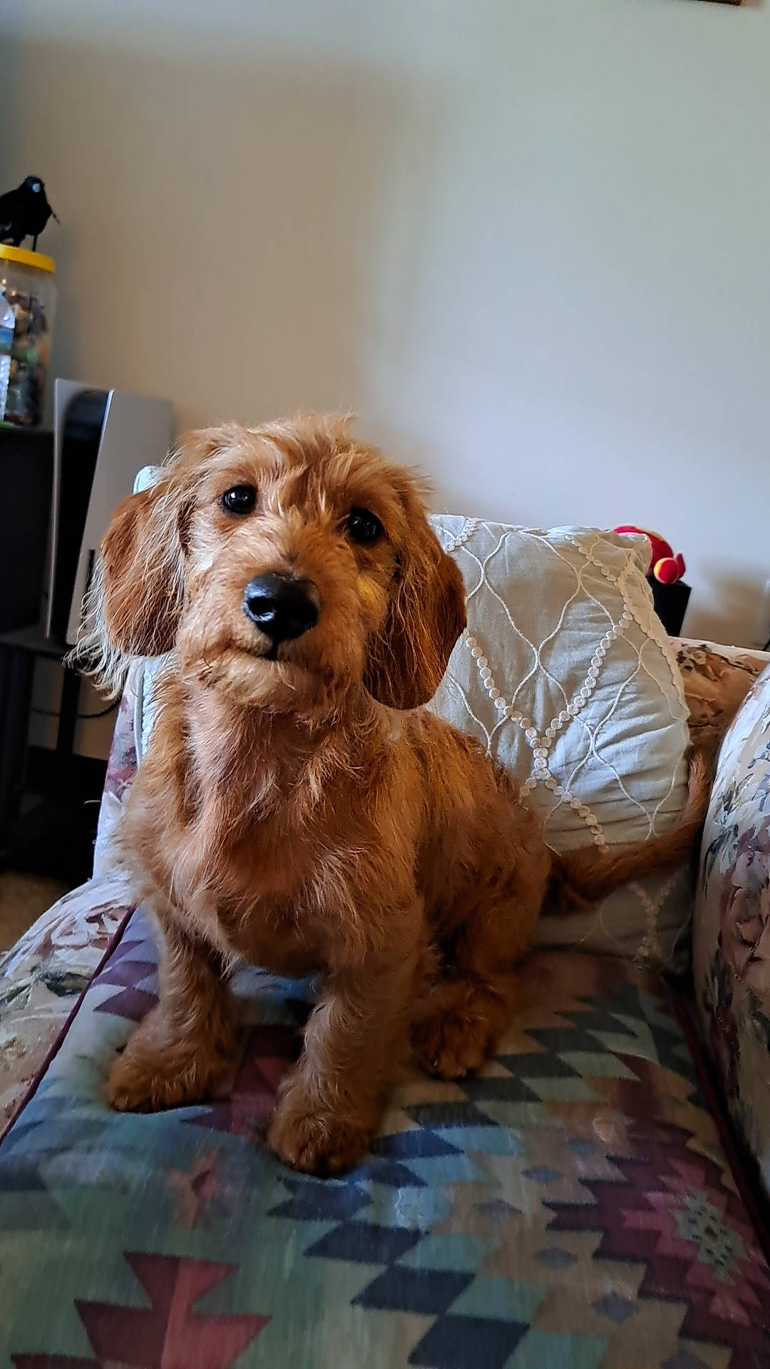 Scooby is registered to the contest to win money with this photo: cabinetry, canidae, carnivore, companion_dog, dog, dog_breed, dog_supply, fur, liver, maltepoo, puppy, small_terrier, snout, sporting_group, terrier, toy_dog, working_animal