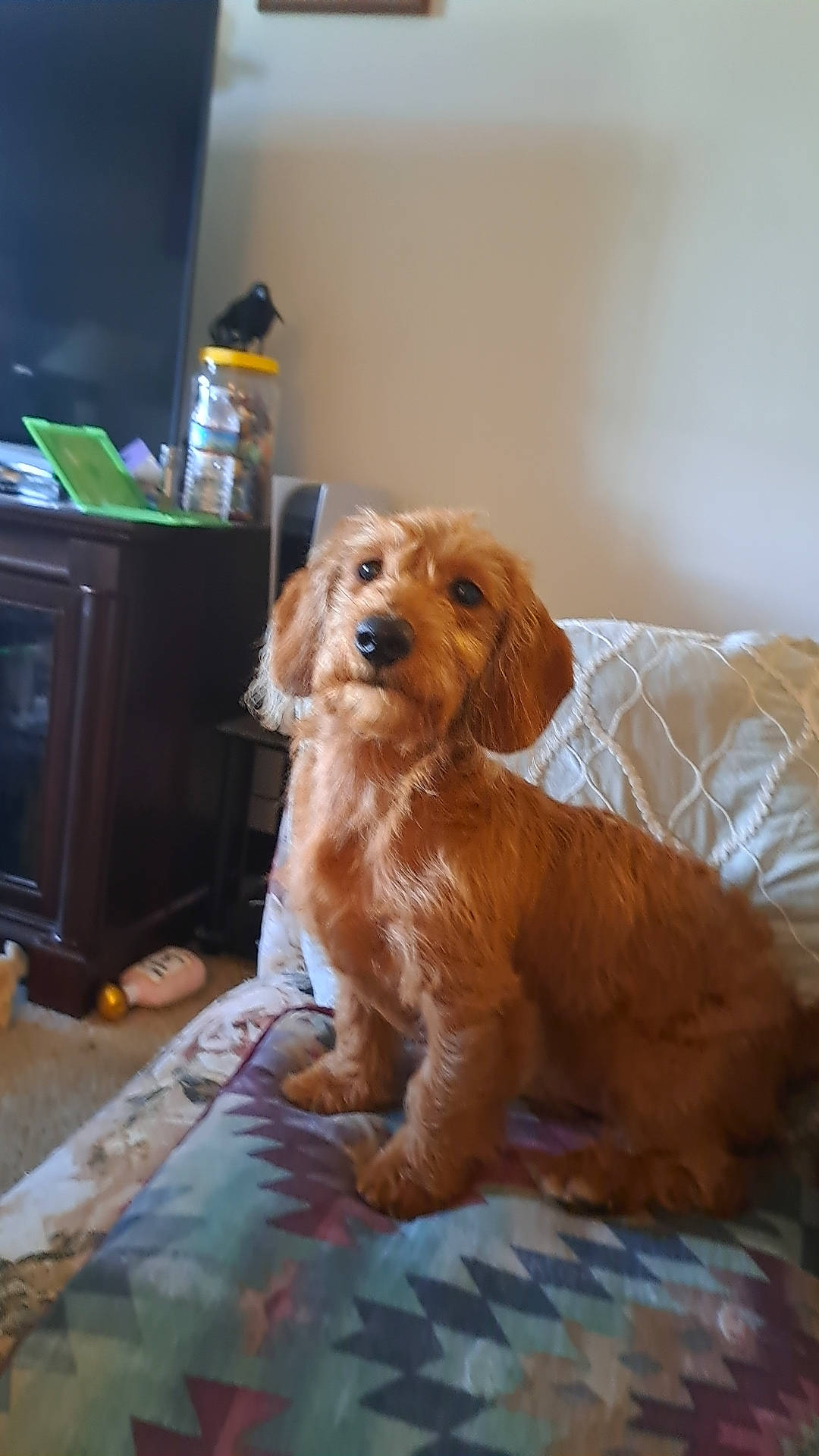 Scooby is registered to the contest to win money with this photo: canidae, carnivore, chair, comfort, companion_dog, dog, dog_breed, dog_supply, fawn, flooring, fur, hardwood, liver, room, snout, spaniel, sporting_group, toy_dog, wood, working_animal