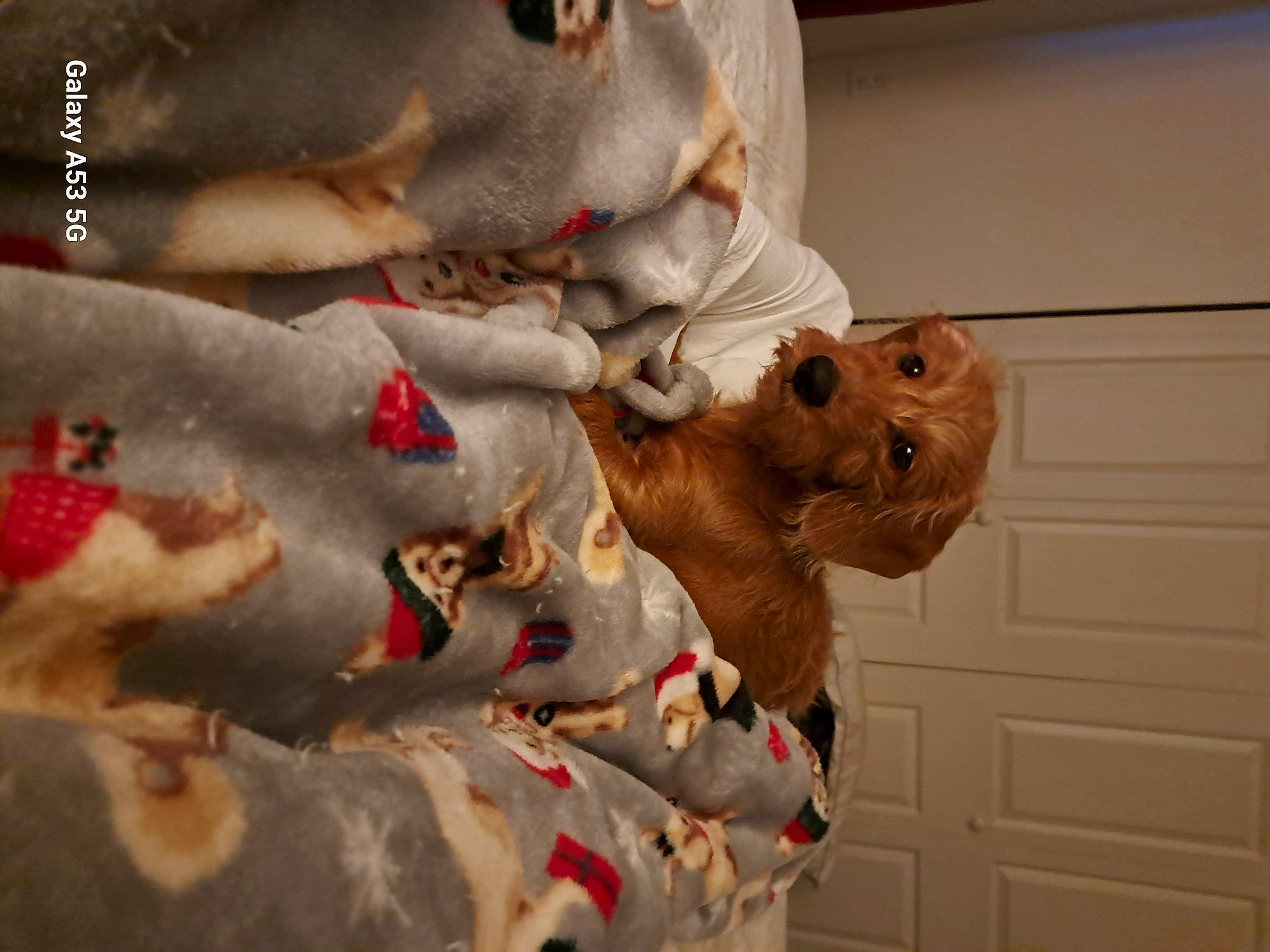 Scooby joined the competition — help win amazing prizes! art, canidae, child, fawn, felidae, fictional_character, flesh, fur, human_body, jaw, livestock, plant, sculpture, snout, sporting_group, stuffed_toy, textile, toy, tree, visual_arts