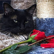 Luna is registered to the contest to win money with this photo: cat, black_cat, rose, flower, pet, animal, feline, green_eyes, fur, whiskers, cozy, blanket, soft_texture, close_up, indoor, relaxed, nature, plant, leaf, stem