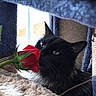 Luna is registered to the contest to win money with this photo: black_cat, rose, flower, green_eyes, cat_tree, cozy, soft_texture, pet, indoor, close_up, sniffing, fluffy, feline, plant, nature, cute, animal, domestic_cat, relaxing, curious