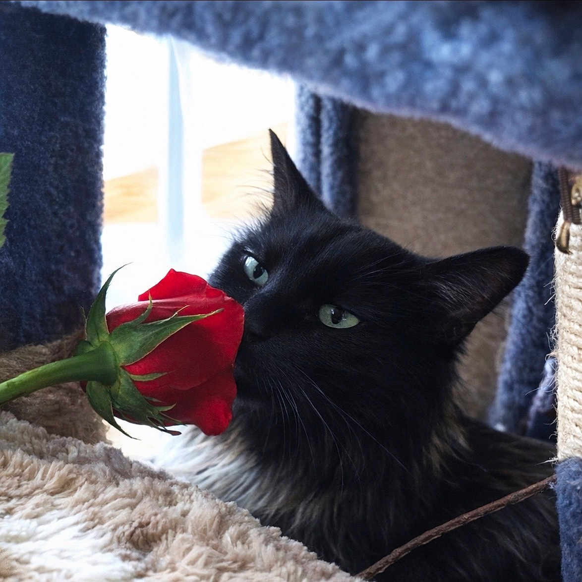 Luna