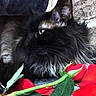 Luna is registered to the contest to win money with this photo: cat, black_cat, rose, rose_petals, flower, pet, animal, feline, fluffy, green_eyes, relaxed, closeup, indoor, soft_texture, nature, plant, leaf, cozy, resting, romantic