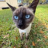 Baby Doll is registered to the contest to win money with this photo: cat, siamese_cat, blue_eyes, whiskers, ears, grass, leaves, outdoor, house, daylight, close_up, animal, pet, nature, curious, feline, portrait, greenery, yard, mammal