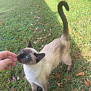 Baby Doll is registered to the contest to win money with this photo: cat, siamese_cat, blue_eyes, grass, outdoor, hand, pet, animal, feline, tail, curious, sunlight, nature, leaf, greenery, playing, domestic_animal, mammal, closeup, interaction