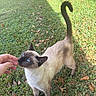 cat, siamese_cat, blue_eyes, grass, outdoor, hand, pet, animal, feline, tail, curious, sunlight, nature, leaf, greenery, playing, domestic_animal, mammal, closeup, interaction