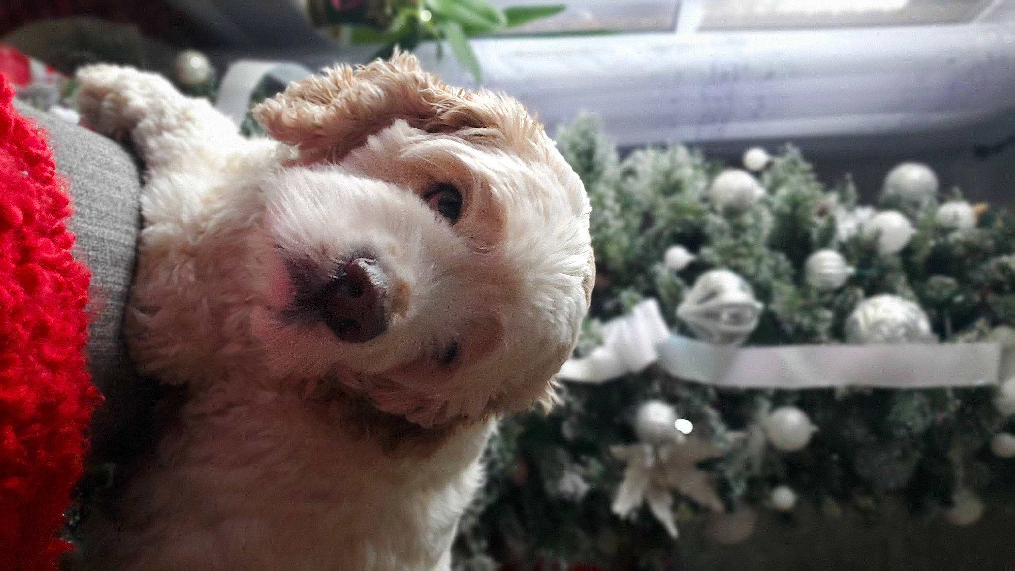 Lord joined the competition — help win amazing prizes! canidae, carnivore, cavachon, cockapoo, companion_dog, dog, dog_breed, goldendoodle, havanese, labradoodle, lagotto_romagnolo, maltepoo, mammal, non_sporting_group, poodle_crossbreed, schnoodle, sporting_group, standard_poodle, toy_poodle, vertebrate