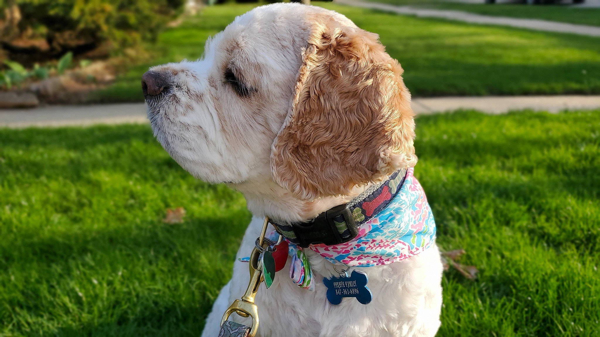 Lord is registered to the contest to win money with this photo: american_cocker_spaniel, canidae, carnivore, collar, companion_dog, dog, dog_breed, dog_clothes, dog_collar, dog_supply, dog_walking, fashion_accessory, leash, mammal, non_sporting_group, puppy_love, rare_breed_dog, snout, sporting_group