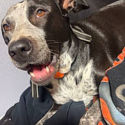 Lottie joined the competition — help win amazing prizes! dog, pet, close_up, portrait, brown_eyes, black_and_white_fur, spotted_fur, collar, tongue_out, mouth_open, blanket, bed, indoor, domestic_animal, whiskers, nose, paw, fabric, cuddly, relaxed