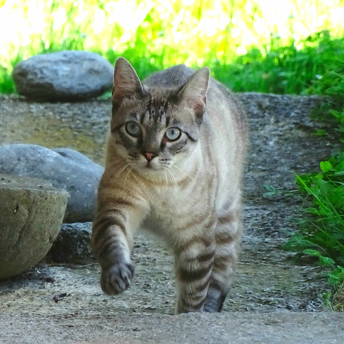 Rossi participe au concours pour gagner de l'argent avec cette photo : abyssinian, animal, cat, field, grass, grassland, gravel, green, herbal, herbs, kitten, manx, nature, path, pet, plant, road, rock, slate, soil