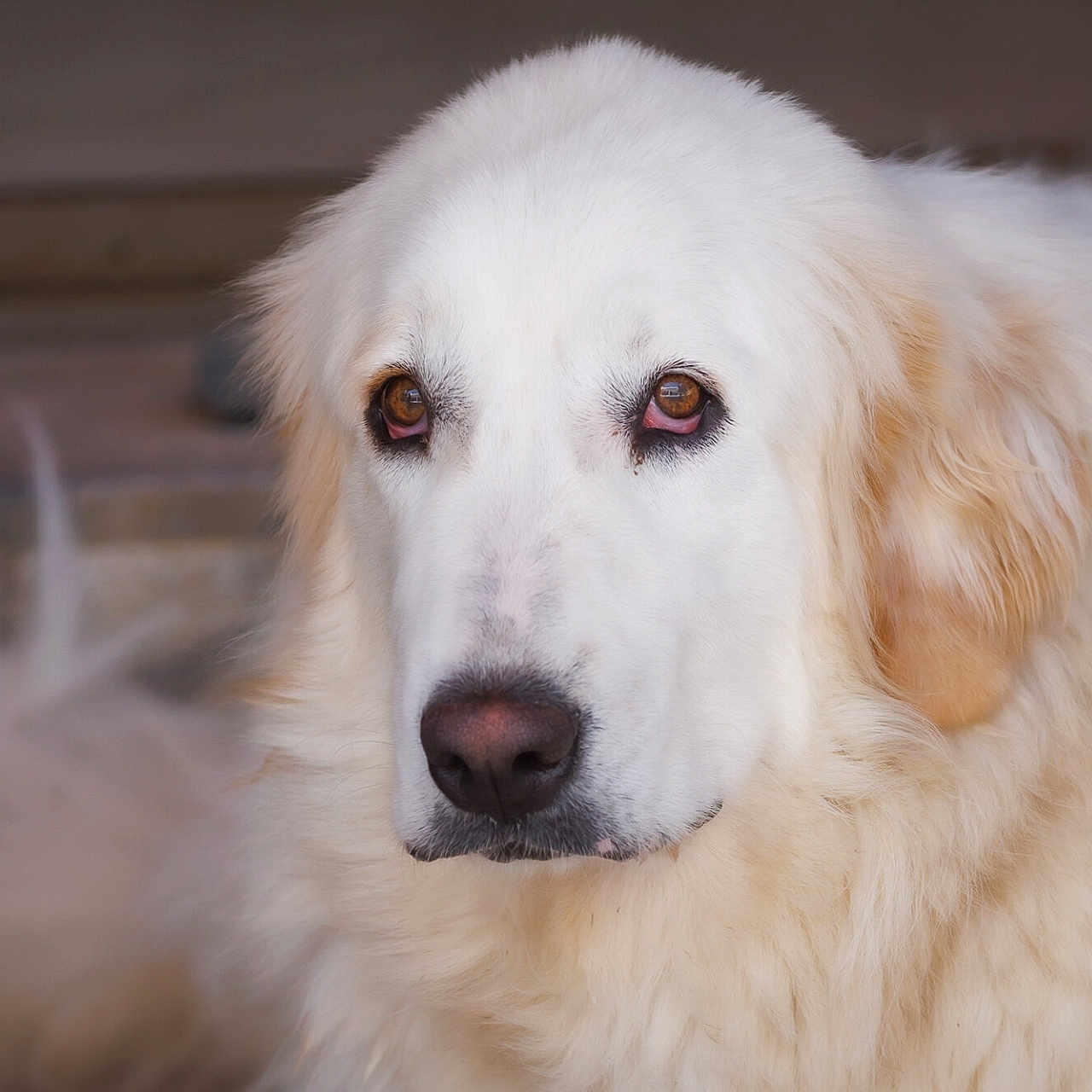 Lila a rejoint le concours — aidez-le/la à gagner de superbes lots ! animal, canine, collie, dog, eskimodog, goldenretriever, hound, husky, newfoundland, pet, puppy, snout, whitedog