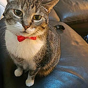 Topcat is registered to the contest to win money with this photo: cat, tabby, bow_tie, pet, feline, indoor, couch, leather, pillow, white, curious, sitting, close_up, animal, domestic, cute, fur, whiskers, eyes, ears