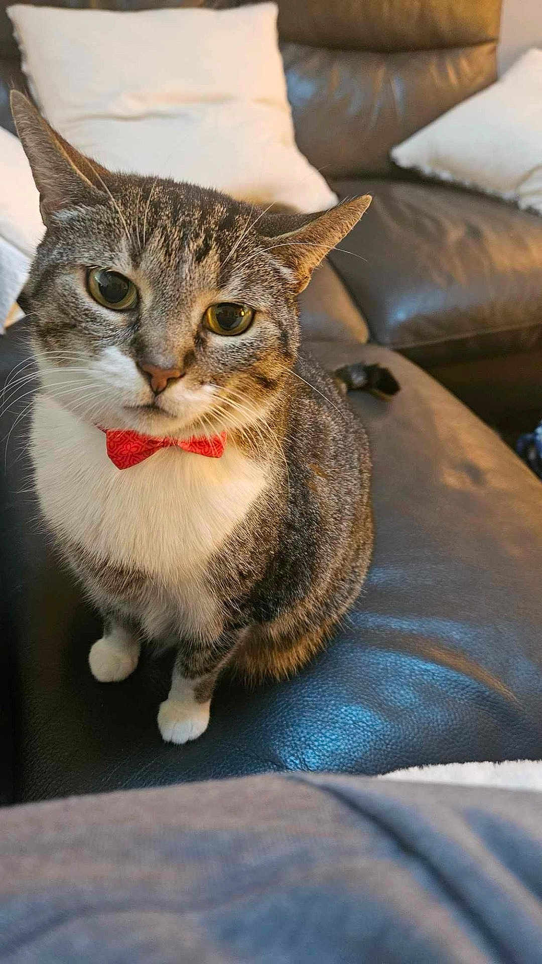 Topcat is registered to the contest to win money with this photo: cat, tabby, bow_tie, pet, feline, indoor, couch, leather, pillow, white, curious, sitting, close_up, animal, domestic, cute, fur, whiskers, eyes, ears
