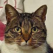 Isis a rejoint le concours — aidez-le/la à gagner de superbes lots ! cat, tabby_cat, close_up, face, fur, whiskers, ears, yellow_eyes, pet, domestic_animal, animal, mammal, indoor, cozy, curious, portrait, feline, soft_fur, looking, attention