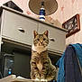 Isis participe au concours pour gagner de l'argent avec cette photo : cat, tabby_cat, pet, indoor, furniture, lamp, desk, drawer, wallpaper, decor, curious, alert, seashell, nautical, home, cozy, animal, mammal, whiskers, paws