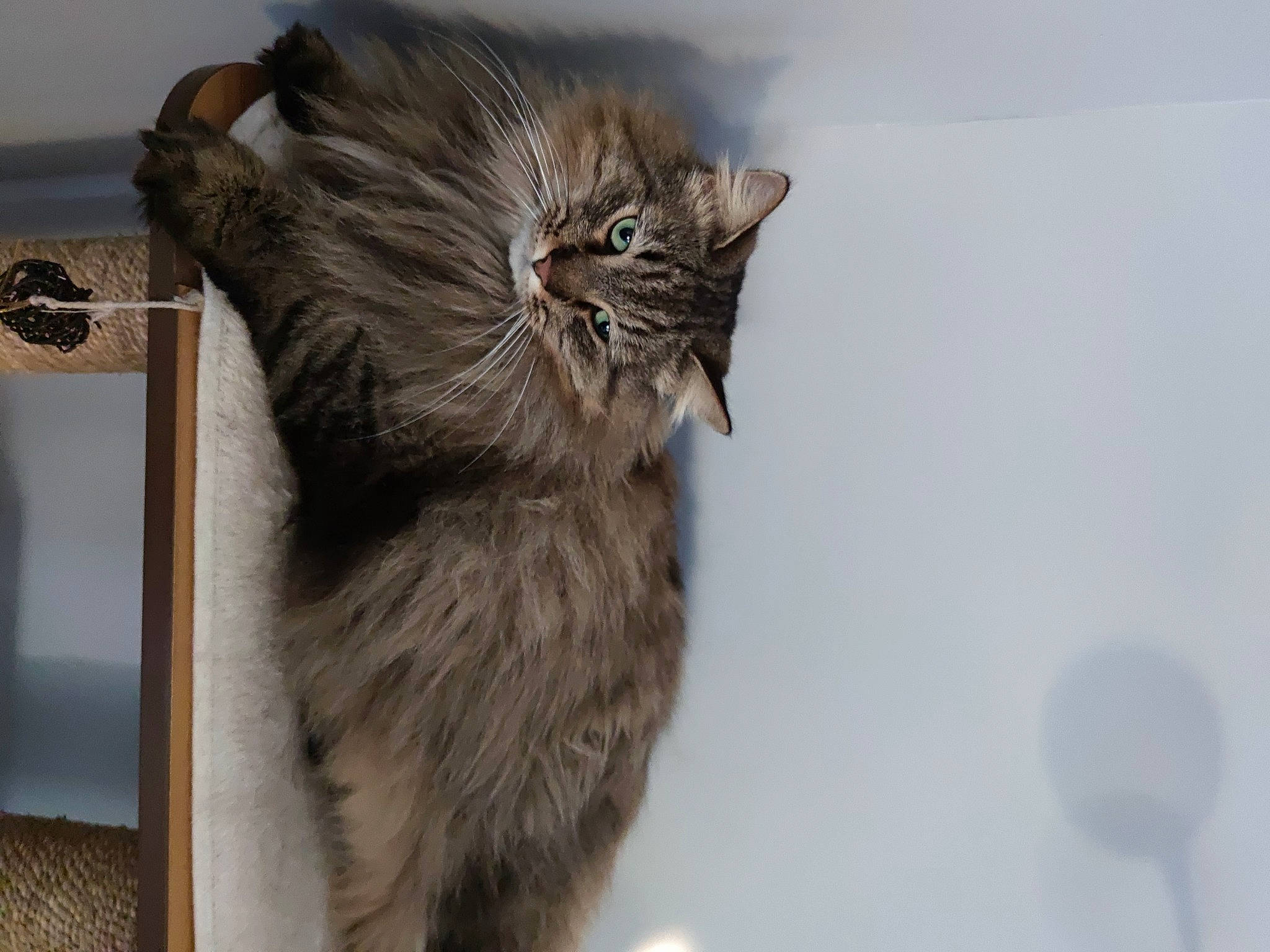 Lovely participe au concours pour gagner de l'argent avec cette photo : carnivore, cat, claw, domestic_short_haired_cat, fawn, felidae, fur, paw, small_to_medium_sized_cats, snout, tail, terrestrial_animal, whiskers, wood