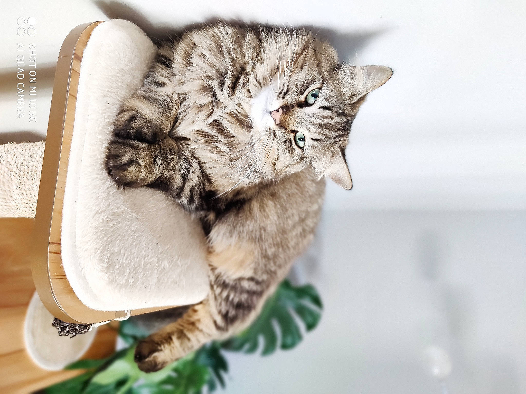 Lovely a rejoint le concours — aidez-le/la à gagner de superbes lots ! carnivore, cat, claw, comfort, domestic_short_haired_cat, felidae, fur, nap, paw, small_to_medium_sized_cats, tail, tree, whiskers