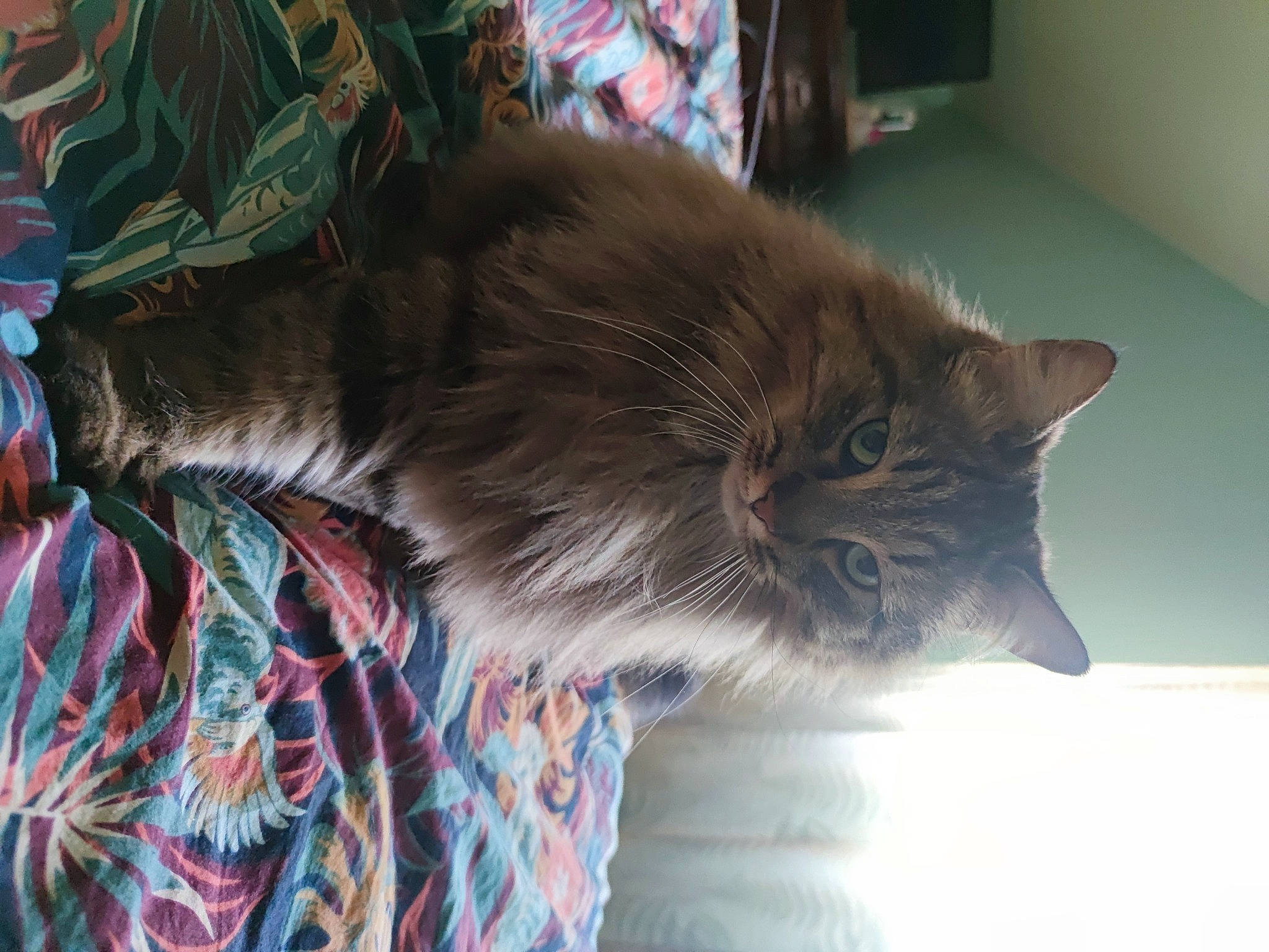 Lovely a rejoint le concours — aidez-le/la à gagner de superbes lots ! box, carnivore, cat, comfort, domestic_short_haired_cat, fawn, felidae, flooring, fur, grey, hardwood, pattern, small_to_medium_sized_cats, snout, tail, textile, tree, whiskers, window, wood