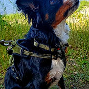 Comet joined the competition — help win amazing prizes! dog, canine, outdoor, lake, nature, grass, harness, leash, tree, water, animal, pet, brown, black, white, fur, sitting, side_view, daytime, forest