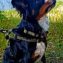 dog, canine, outdoor, lake, nature, grass, harness, leash, tree, water, animal, pet, brown, black, white, fur, sitting, side_view, daytime, forest