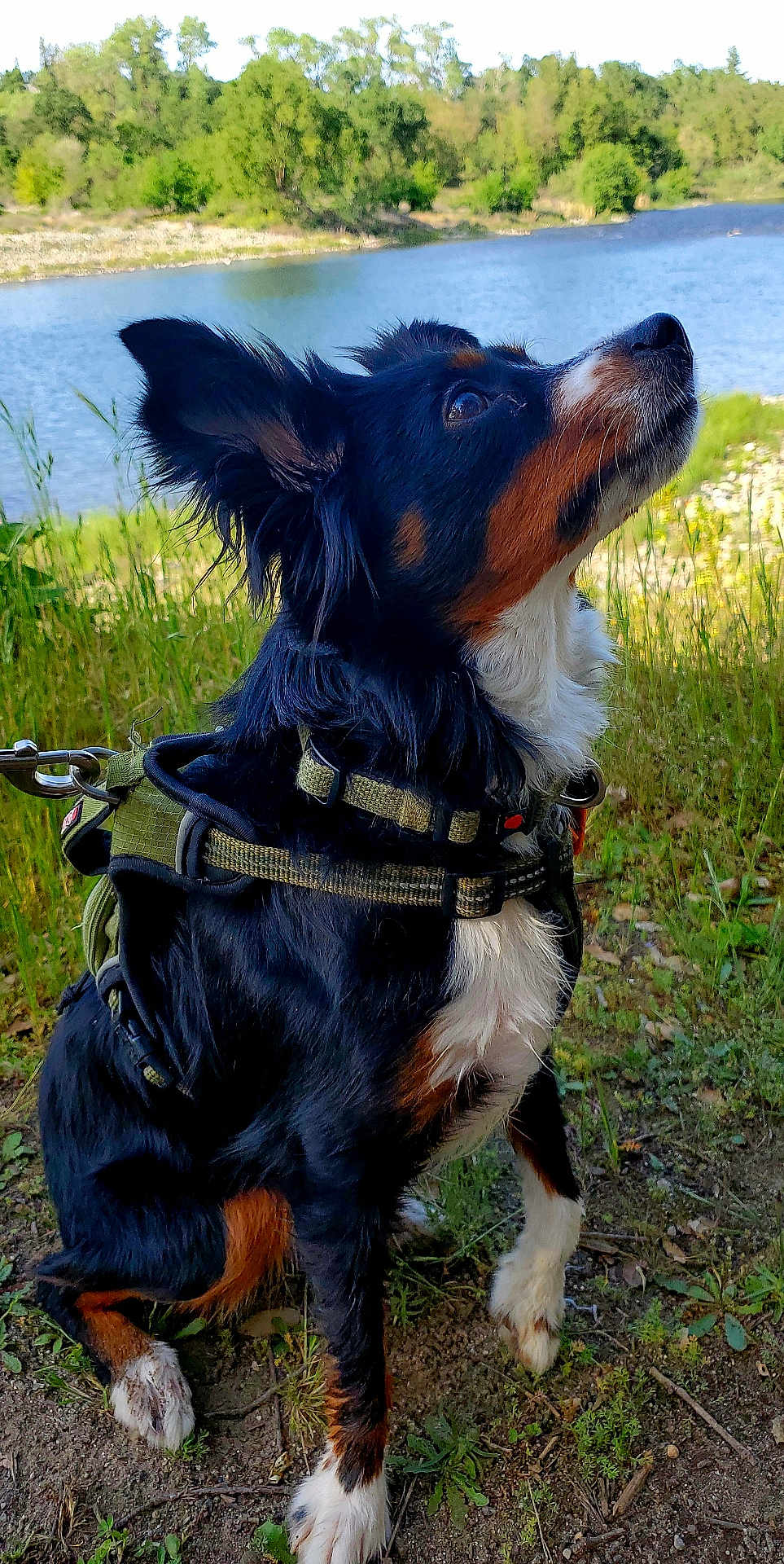Comet joined the competition — help win amazing prizes! dog, canine, outdoor, lake, nature, grass, harness, leash, tree, water, animal, pet, brown, black, white, fur, sitting, side_view, daytime, forest
