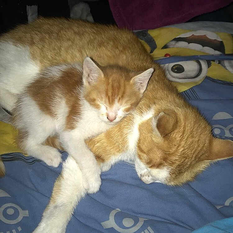 Garfield