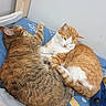 Garfield a rejoint le concours — aidez-le/la à gagner de superbes lots ! animal, bed, blue_bedspread, cat, companion, cozy, cuddling, cute, domestic, feline, fur, indoor, orange_and_white_cat, owl_pattern, pets, relaxed, resting, sleeping, tabby_cat, whiskers