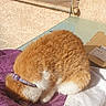 balcony, cardboard, cat, collar, curled_up, domestic_animal, feline, fur, orange_cat, outdoor, pet, purple_towel, quiet, relaxing, resting, sunlight, table, towel, white_cat, white_towel