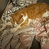 Garfield participe au concours pour gagner de l'argent avec cette photo : animal, bed, blanket, cat, comfort, cozy, cute, domestic_cat, feline, fur, indoor, orange_cat, patterned_blanket, paws, pet, relaxation, resting, sleeping, soft, white_cat