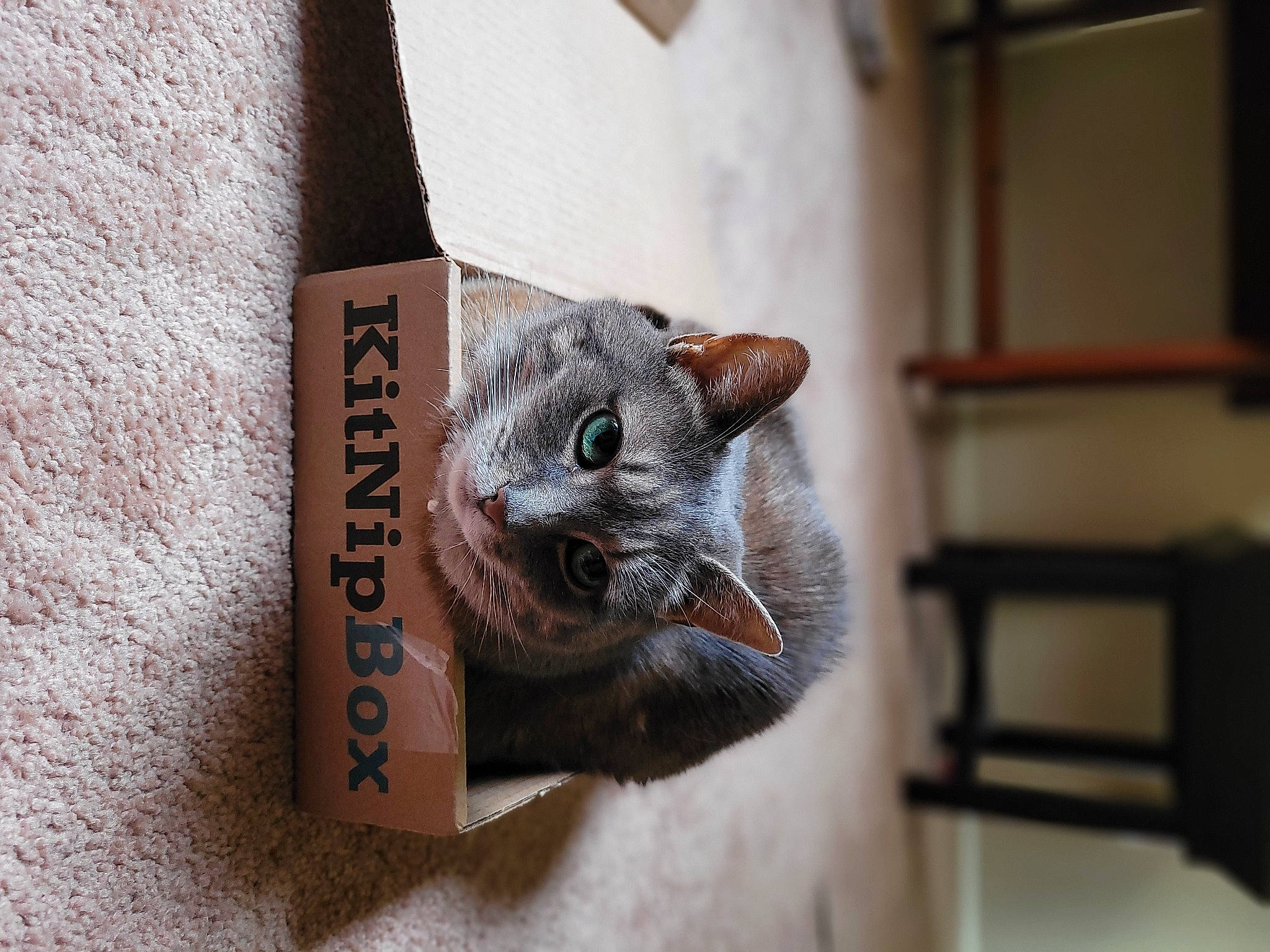 Tiggs joined the competition — help win amazing prizes! box, carnivore, cat, cat_furniture, cat_supply, domestic_short_haired_cat, ear, fawn, felidae, font, fur, grey, handwriting, pet_supply, photo_caption, small_to_medium_sized_cats, snout, tail, whiskers, wood