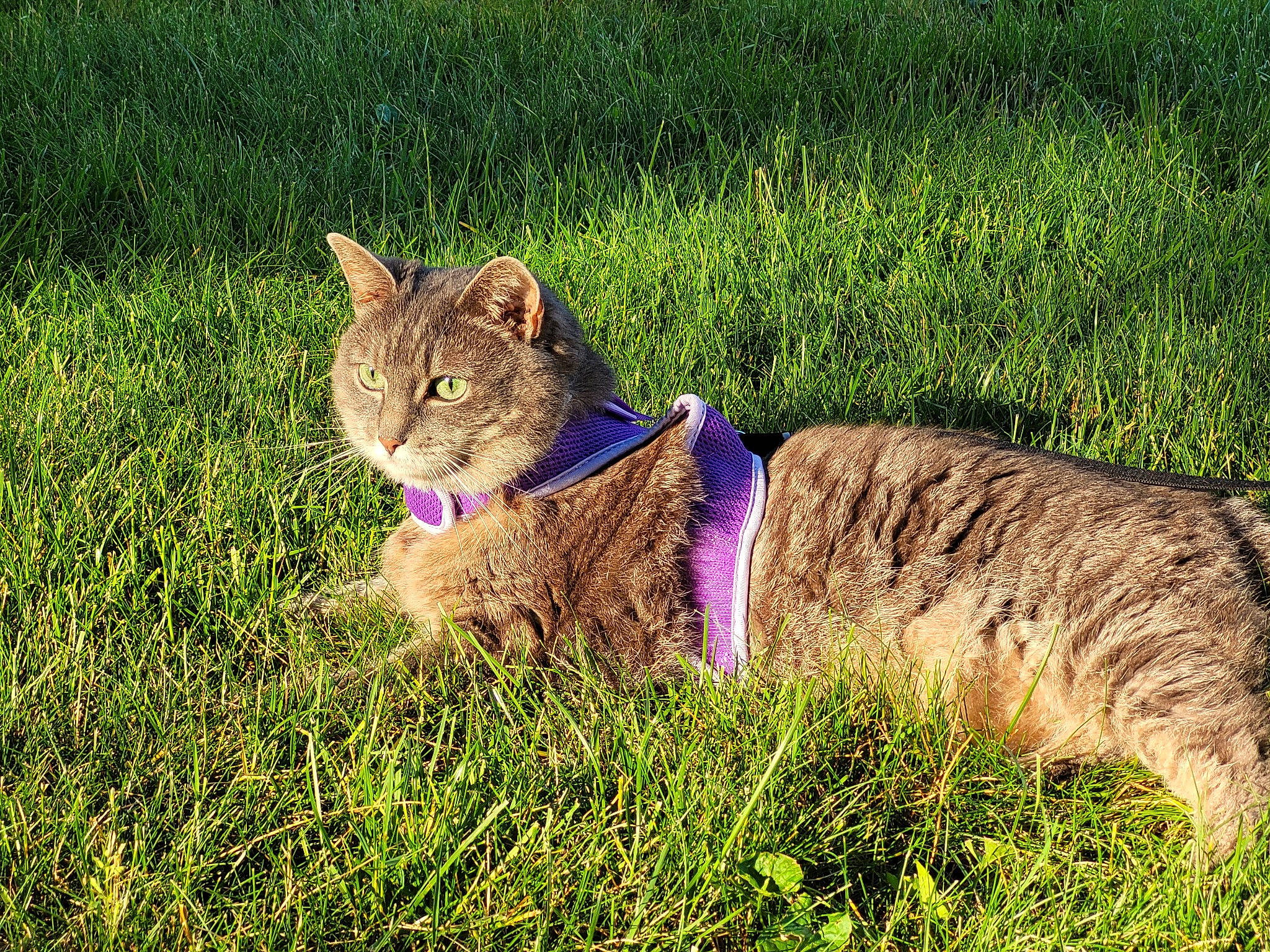 Tiggs is registered to the contest to win money with this photo: carnivore, cat, collar, fawn, felidae, fur, grass, grass_family, grassland, groundcover, lawn, mammal, meadow, plant, small_to_medium_sized_cats, snout, tail, terrestrial_animal, vertebrate, whiskers