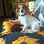 animal, artificial_flowers, blanket, brown_and_white, collar, couch, curious, dog, domestic_animal, flowers, furniture, home_decor, indoor, pet, photography, plant, relaxed, shelf, small_dog, sunflower