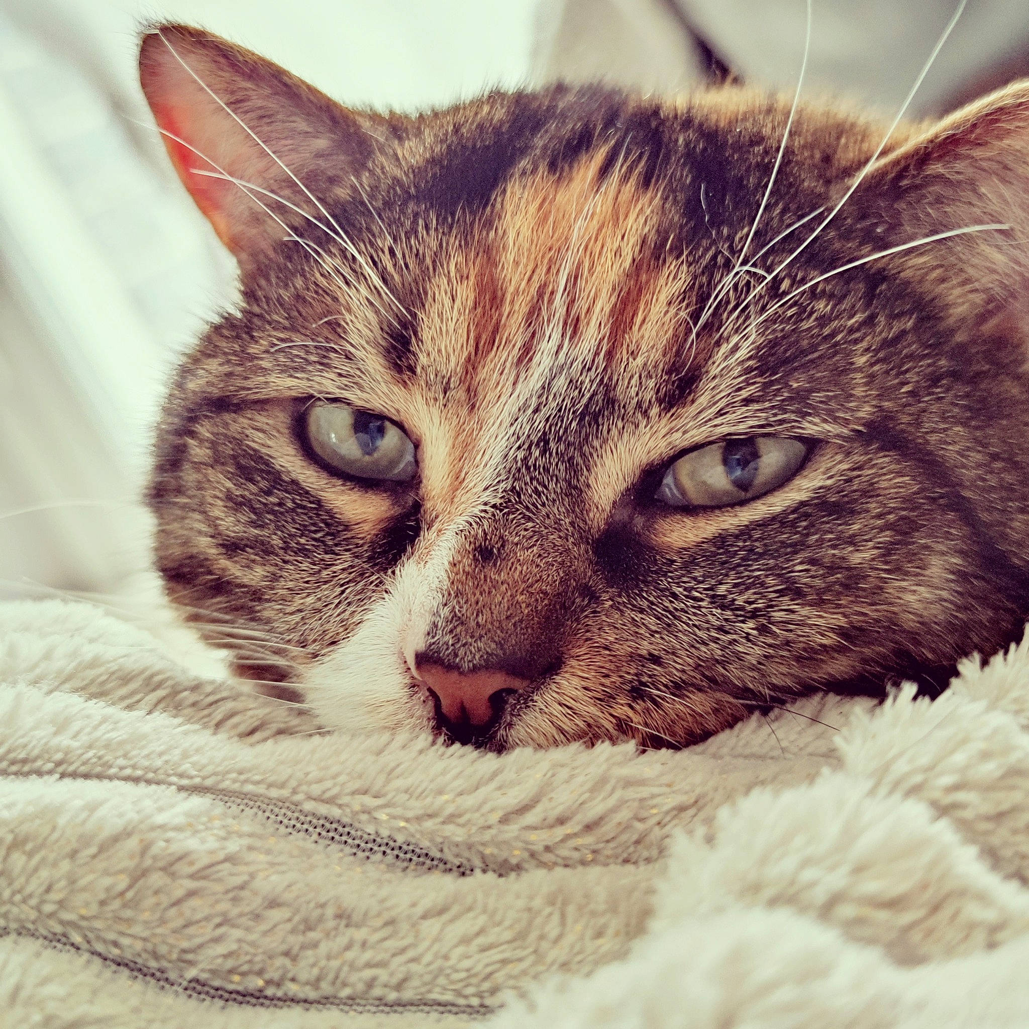 Bonnie a rejoint le concours — aidez-le/la à gagner de superbes lots ! carnivore, cat, claw, comfort, domestic_short_haired_cat, eye, felidae, fur, iris, nap, paw, sleep, small_to_medium_sized_cats, snout, square, tail, whiskers, wildlife, window