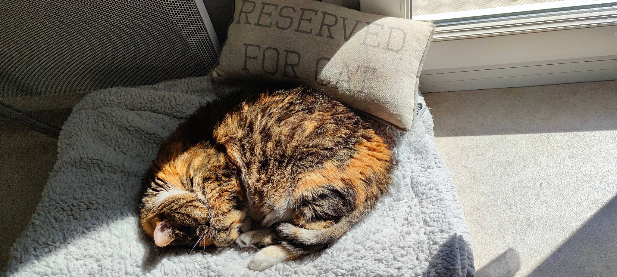 Bonnie participe au concours pour gagner de l'argent avec cette photo : carnivore, cat, claw, comfort, domestic_short_haired_cat, fawn, felidae, fur, linens, nap, paw, small_to_medium_sized_cats, snout, tail, terrestrial_animal, whiskers, wood