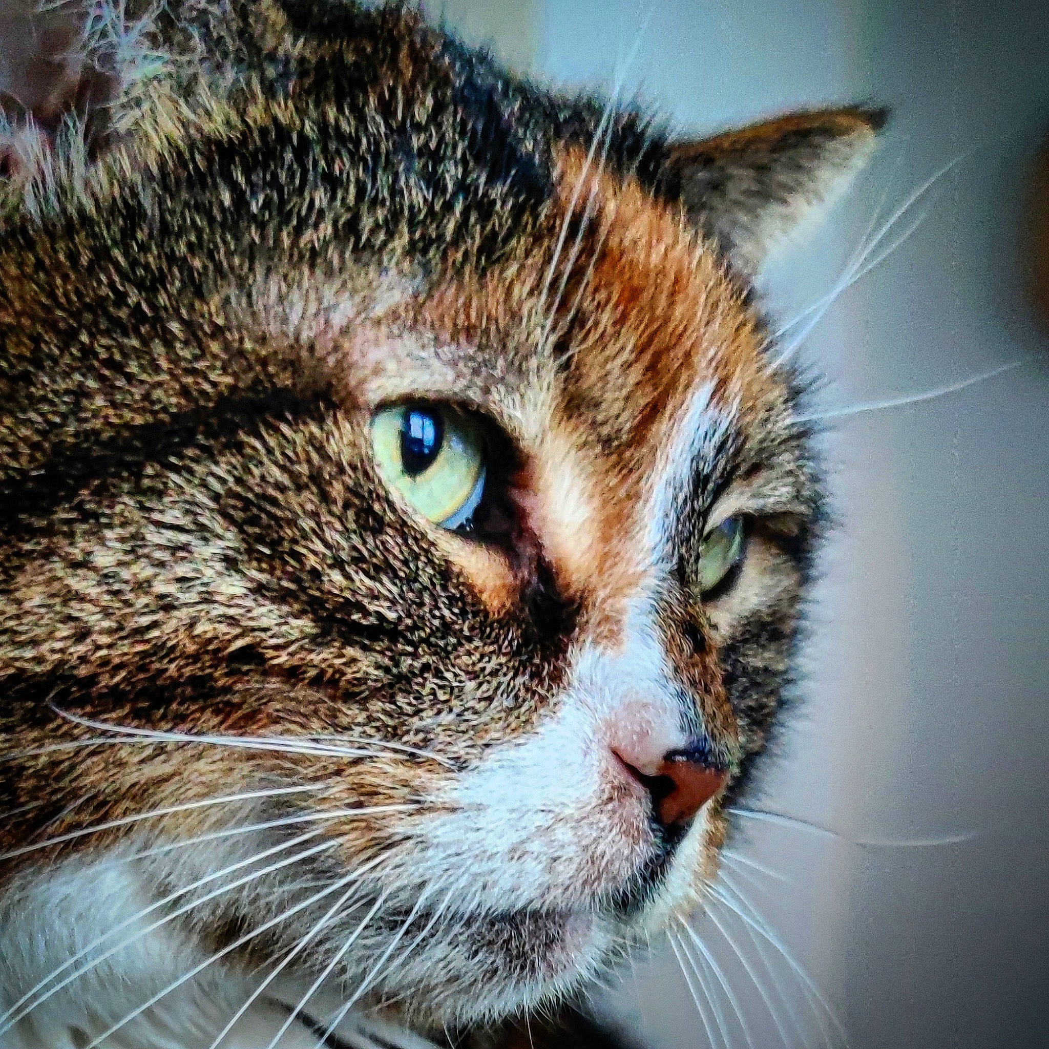 Bonnie participe au concours pour gagner de l'argent avec cette photo : carnivore, cat, close_up, domestic_short_haired_cat, ear, felidae, fur, head, iris, macro_photography, small_to_medium_sized_cats, snout, terrestrial_animal, whiskers, wildlife, window