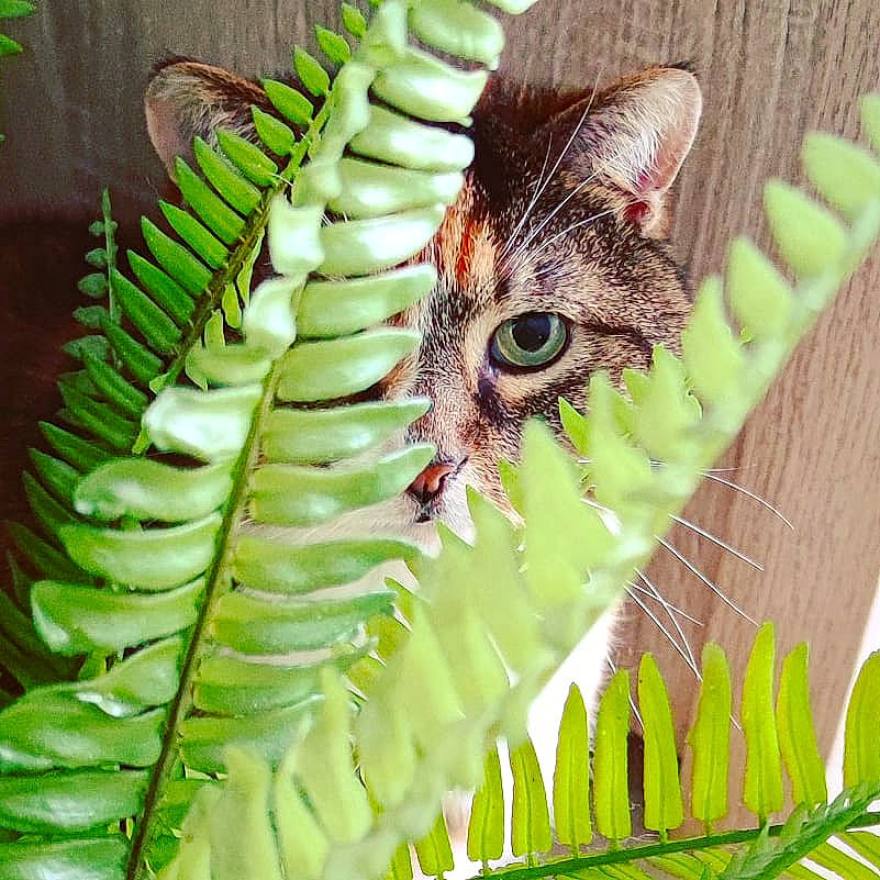 Bonnie a rejoint le concours — aidez-le/la à gagner de superbes lots ! botany, carnivore, cat, felidae, fern, ferns_and_horsetails, flowering_plant, fur, green, leaf, organism, ostrich_fern, pattern, plant, small_to_medium_sized_cats, terrestrial_animal, terrestrial_plant, tree, vascular_plant, whiskers