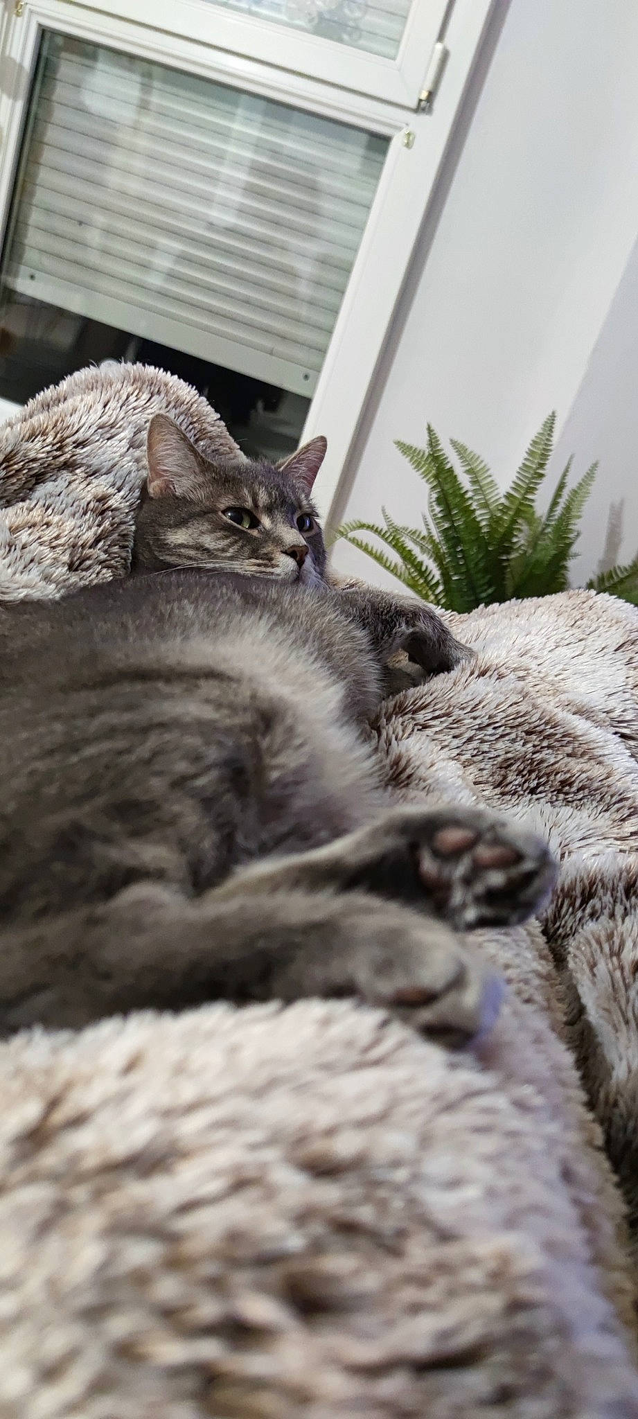 Clyde a rejoint le concours — aidez-le/la à gagner de superbes lots ! carnivore, cat, claw, comfort, domestic_short_haired_cat, felidae, fur, grey, groundcover, nap, paw, plant, sitting, small_to_medium_sized_cats, snout, tail, terrestrial_animal, whiskers, wildlife, wood