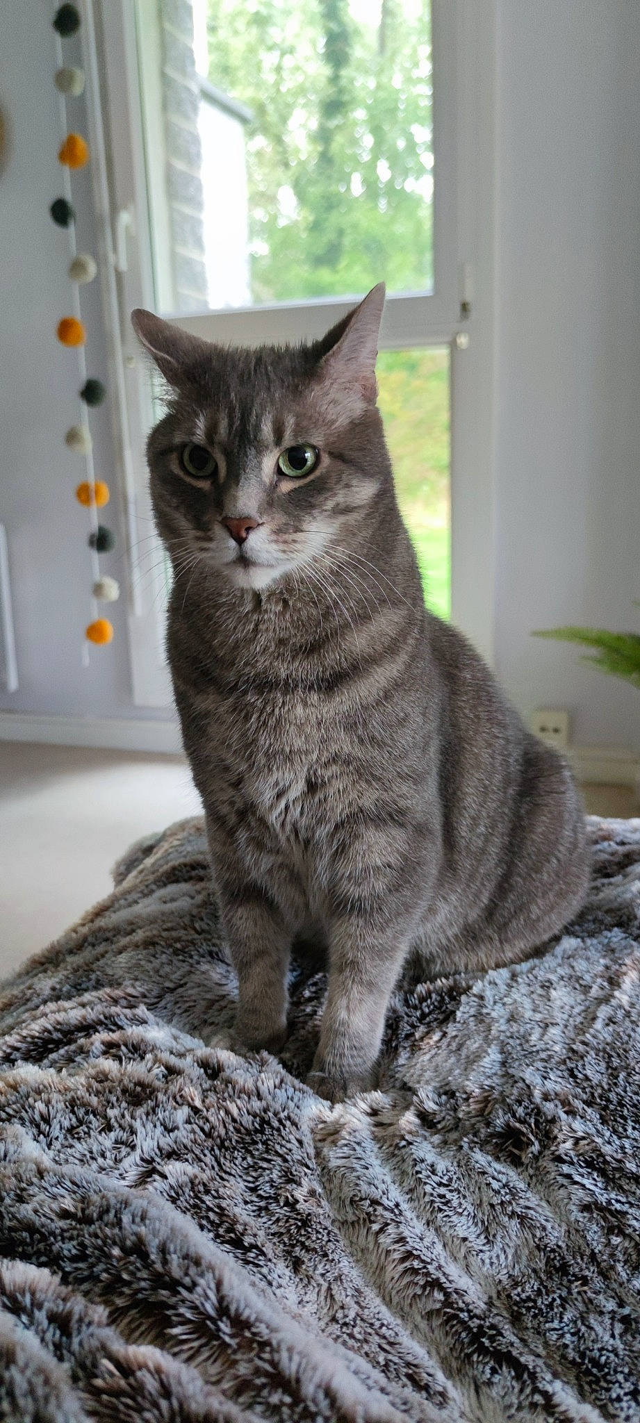 Clyde participe au concours pour gagner de l'argent avec cette photo : carnivore, cat, domestic_short_haired_cat, felidae, fur, grey, plant, sitting, small_to_medium_sized_cats, snout, tail, terrestrial_animal, whiskers, window