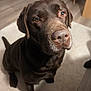 Oxo a rejoint le concours — aidez-le/la à gagner de superbes lots ! dog, labrador_retriever, chocolate_labrador, pet, animal, canine, indoor, carpet, floor, fur, face, nose, ears, brown, cute, looking_up, sitting, domestic_animal, companion, closeup