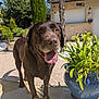 Oxo participe au concours pour gagner de l'argent avec cette photo : animal, backyard, canine, chocolate_labrador, daylight, dog, domestic_animal, garden, greenery, happy, house, labrador, nature, outdoor, pet, plant_pot, summer, sunny, tongue_out, tree