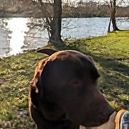 Oxo participe au concours pour gagner de l'argent avec cette photo : dog, outdoor, grass, tree, water, lake, sunlight, reflection, nature, footwear, shoe, blur, daytime, animal, canine, park, shadow, person, walking, ground
