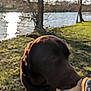 dog, outdoor, grass, tree, water, lake, sunlight, reflection, nature, footwear, shoe, blur, daytime, animal, canine, park, shadow, person, walking, ground