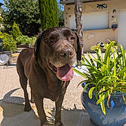 Oxo participe au concours pour gagner de l'argent avec cette photo : animal, backyard, canine, chocolate_labrador, daylight, dog, domestic_animal, garden, greenery, happy, house, labrador, nature, outdoor, pet, plant_pot, summer, sunny, tongue_out, tree