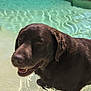 Oxo a rejoint le concours — aidez-le/la à gagner de superbes lots ! animal, canine, chocolate_labrador, daytime, dog, face, happy, mammal, nature, outdoor, pet, playful, pool, recreation, summer, sunlight, swimming_pool, tongue, water, wet