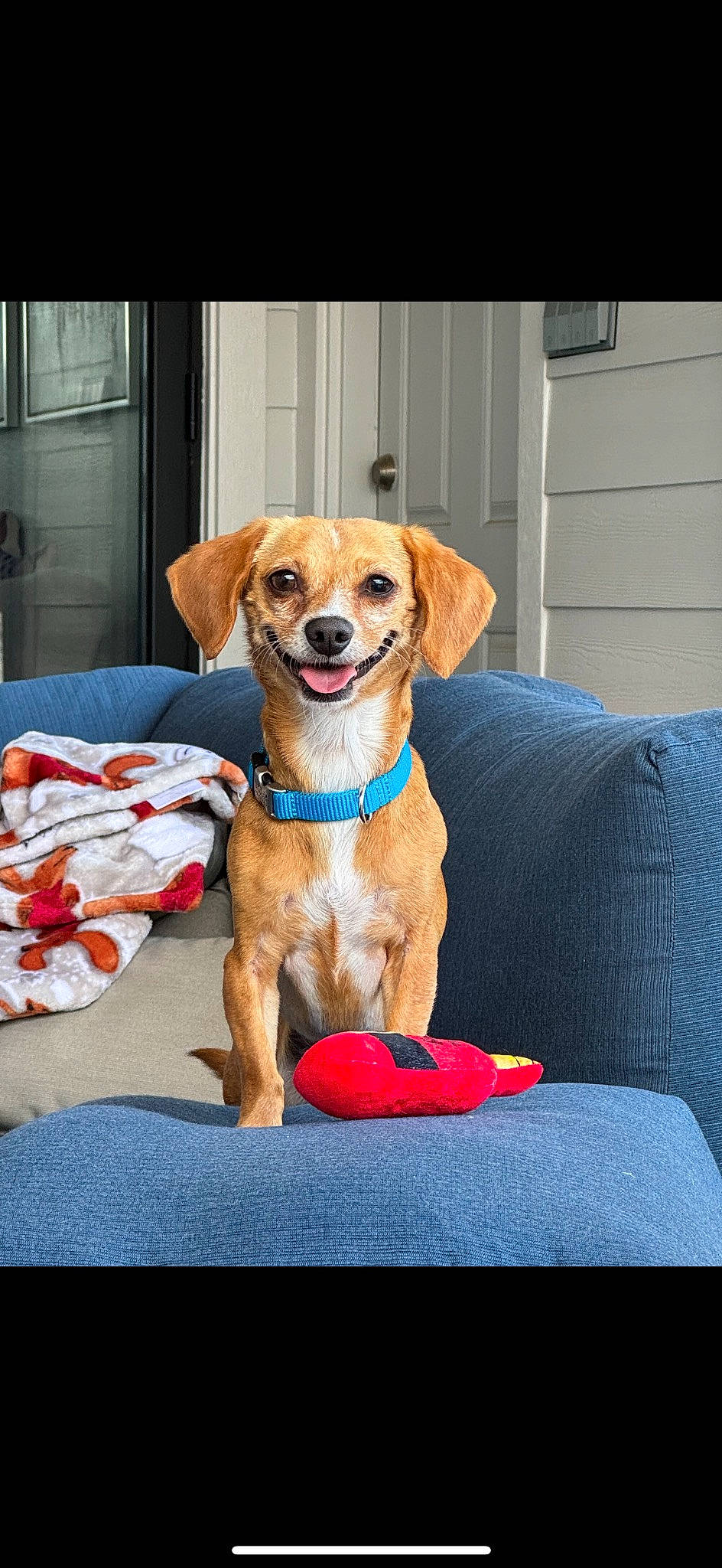 Ella is registered to the contest to win money with this photo: canidae, carnivore, collar, comfort, companion_dog, couch, dog, dog_breed, dog_collar, dog_supply, fawn, liver, paw, pet_supply, sleeper_chair, snout, sporting_group, working_animal