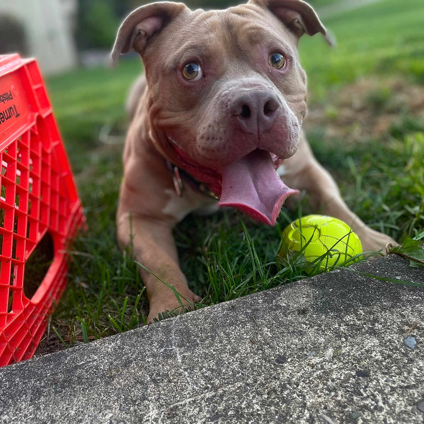 Dozer joined the competition — help win amazing prizes! animal, ball, boxer, bulldog, canine, dog, football, frenchbulldog, grass, lawn, pet, pitbull, plant, puppy, soccer, soccerball, sphere, sport, tennis, tennisball