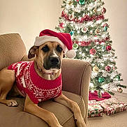 Sophie is registered to the contest to win money with this photo: dog, christmas_tree, holiday, santa_hat, sweater, couch, living_room, ornaments, presents, tinsel, festive, pet, canine, decorations, lights, cozy, indoor, celebration, relaxing, seasonal