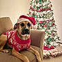 dog, christmas_tree, holiday, santa_hat, sweater, couch, living_room, ornaments, presents, tinsel, festive, pet, canine, decorations, lights, cozy, indoor, celebration, relaxing, seasonal