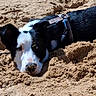 animal, beach, black_and_white, canine, close_up, collar, daylight, dog, ears, fur, lying_down, nature, outdoor, pet, playful, relaxed, resting, sand, snout, texture